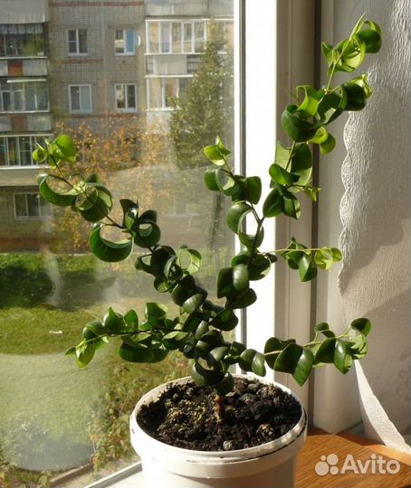 Пышный фикус Барокко (Барок) Н 35 см