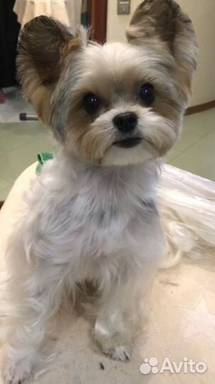 Стрижка собак и кошек. Грумер