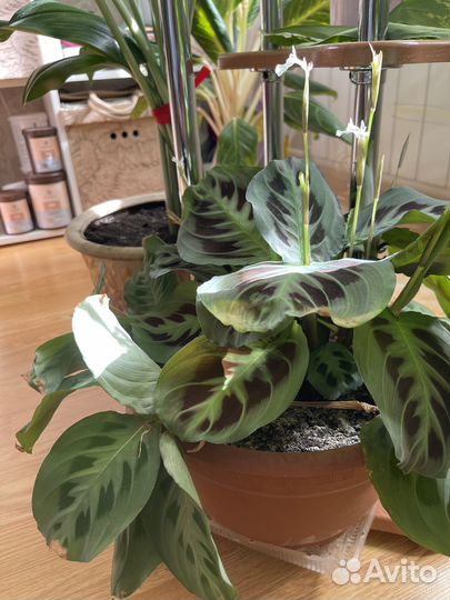 Комнатные цветы. Маранта. Калатея Орфиболия