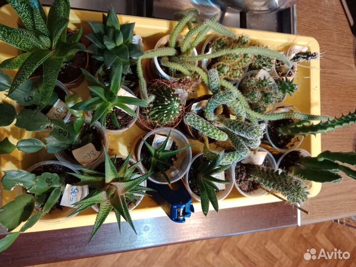 Кактусы и Суккуленты