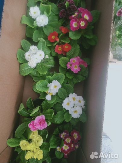 Цветы примула