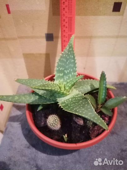 Алоэ Вера,домашний доктор,зелёная аптека