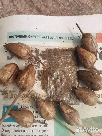 Семена табака Гавана и рассаду