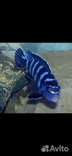 Аквариумные рыбки цихлиды