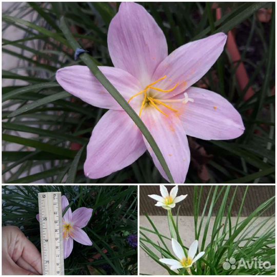 Цветы комнатные