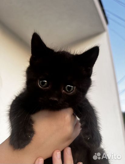 Котята (олухи) в добрые руки