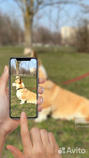 Обучение Вельш корги пемброк