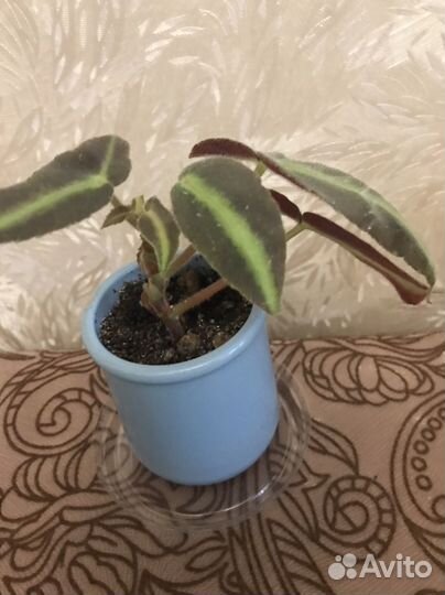 Бегония листада