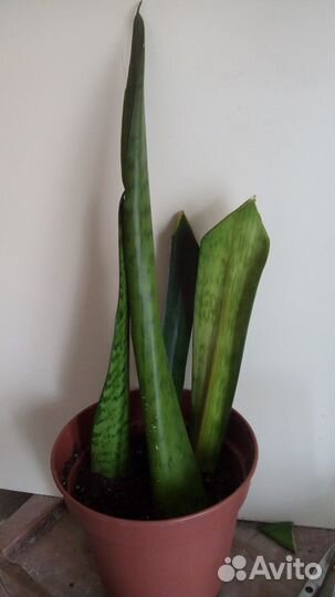 Щучий хвост