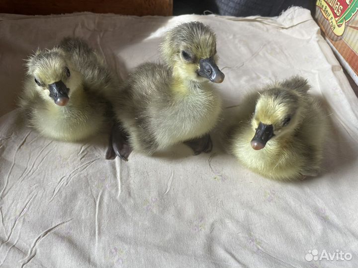 Гусята суточные
