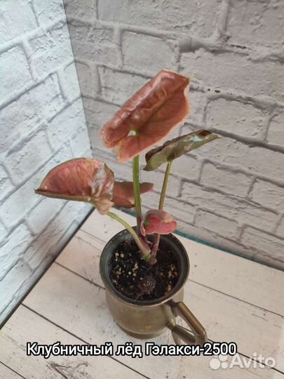 Комнатные растения