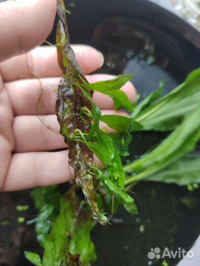 Водные растения