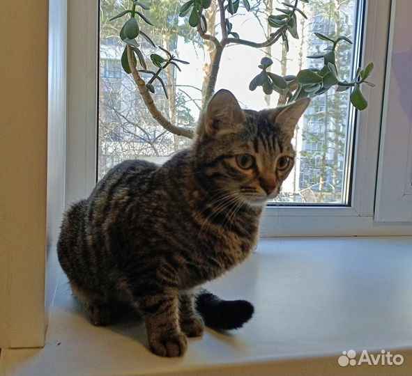 Кошка