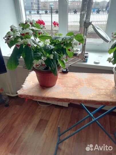 Клеродендрум госпожи томпсон