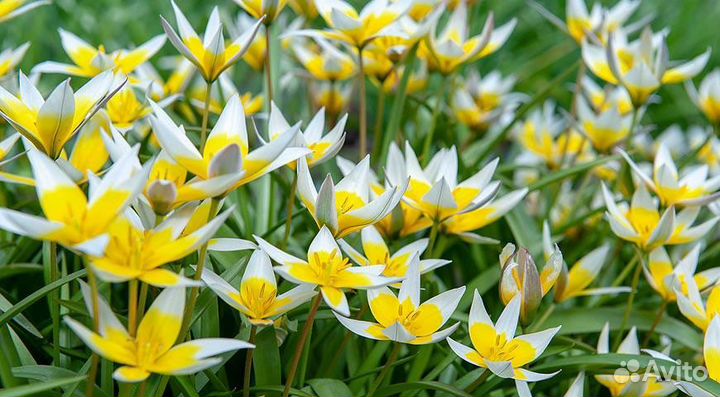 Луковичные цветы