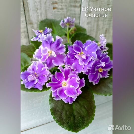 Часть, 2. Фиалки (Стандарт/Мини)