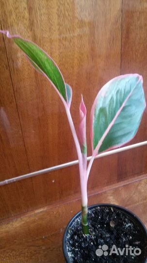 Аглаонема Крит