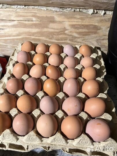 Домашние куриные яйца