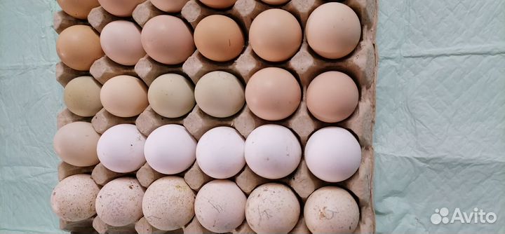 Инкубационное яйцо кур, индюшки