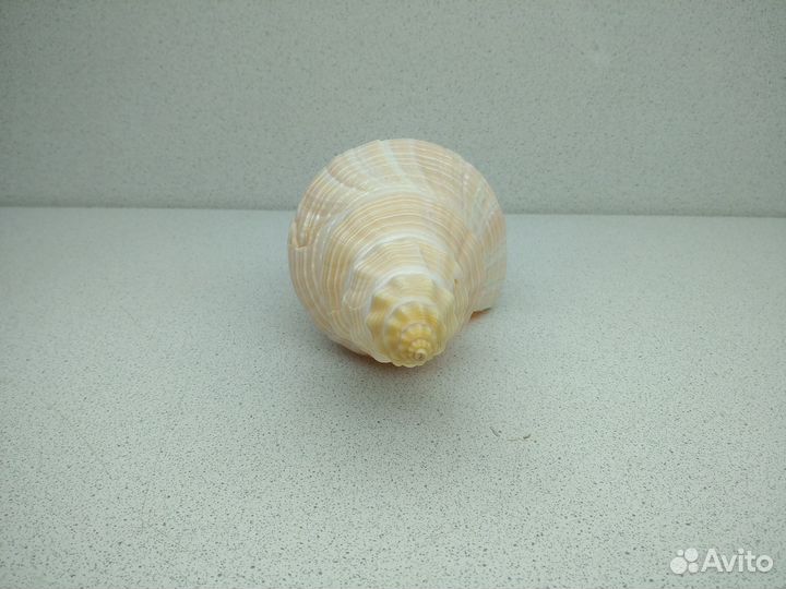 Морская раковина ракушка Хемифусус Туба 25,8