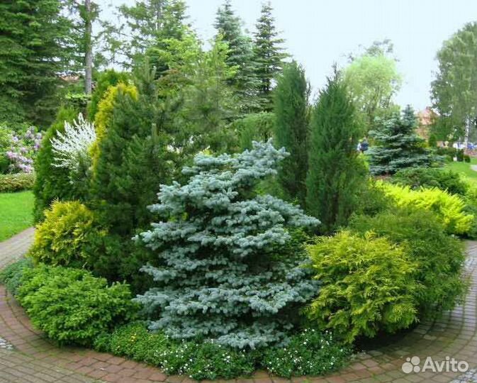 Вытяжка из биогумуса для хвойных растений 10л