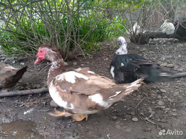 Птичий двор