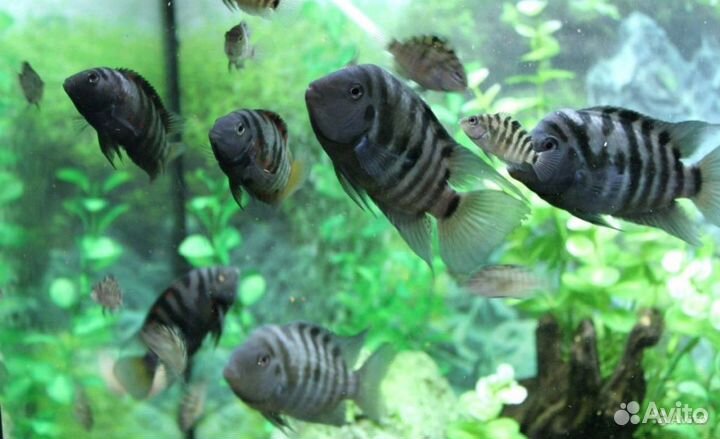 Аквариумные рыбки цихлиды