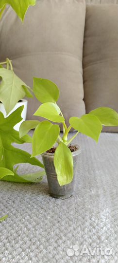 Филодендрон голд сатин