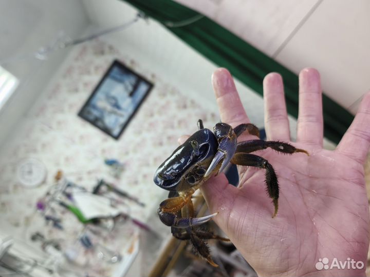 Радужный крабик