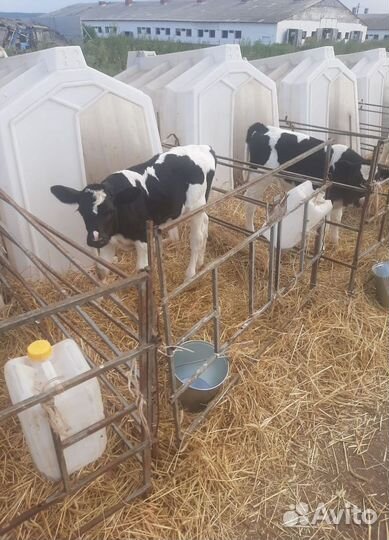 Бычки от 1 до 2.5 месяцев