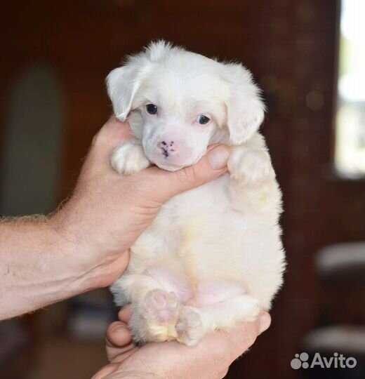 Пуховый Белый Очаровательный