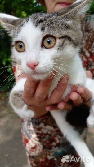 Котенок мальчик