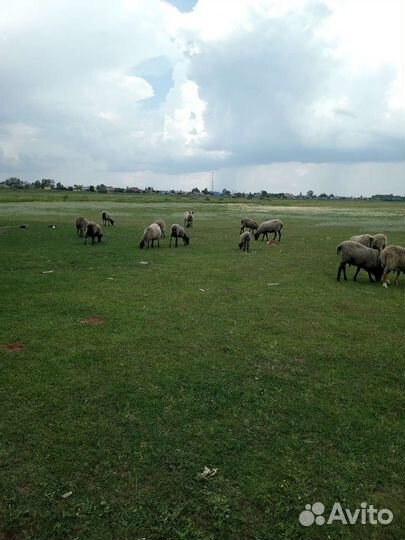 Романовские овцы племенные