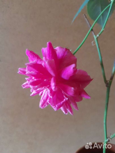 Бенгальская роза