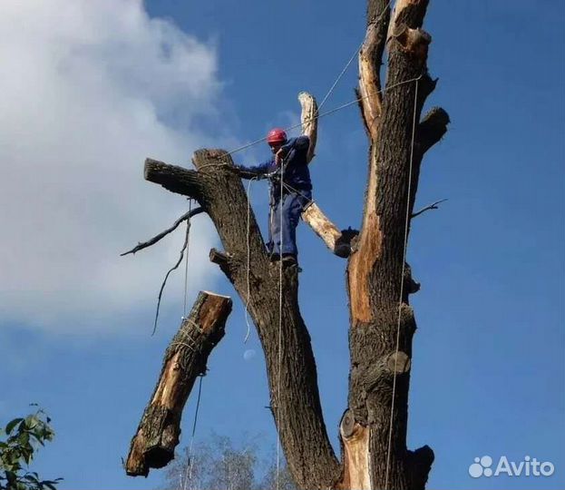 Профессиональный спил деревьев