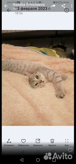 Ишем котика для вязки