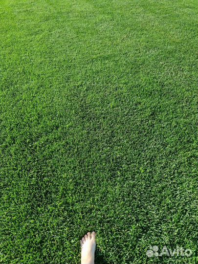 Мятлик Балин Дания, DLF многолетний,низкорослый22г