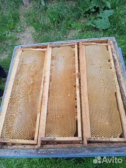 Ульи дадан 12 рамочный