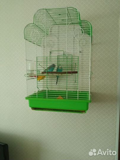 Волнистые попугаи с клеткой