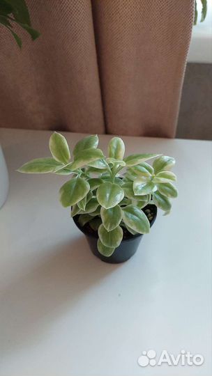 Калатея Network и другие растения