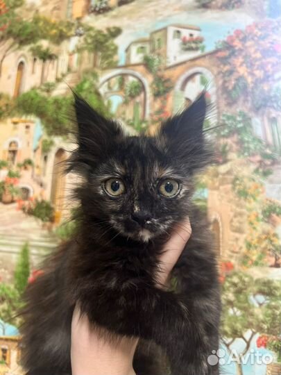 Пушистик в добрые руки