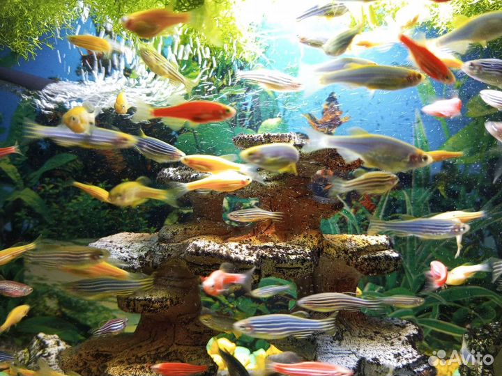 Аквариумные рыбки