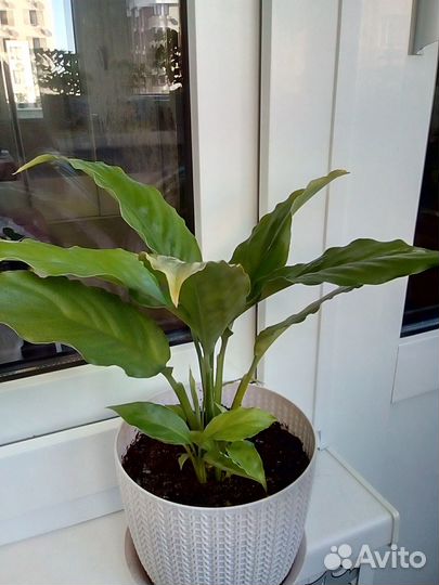 Педилантус спатифиллум алоэ сансевиерия