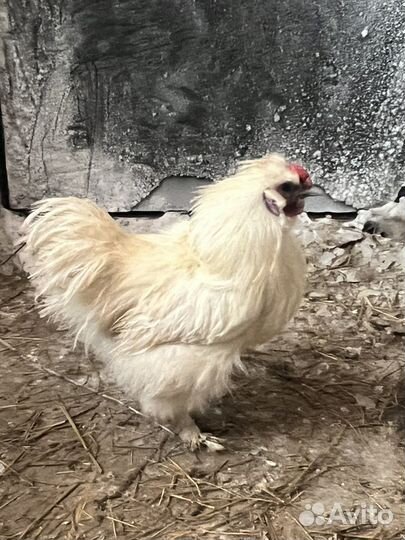 Домашняя птица