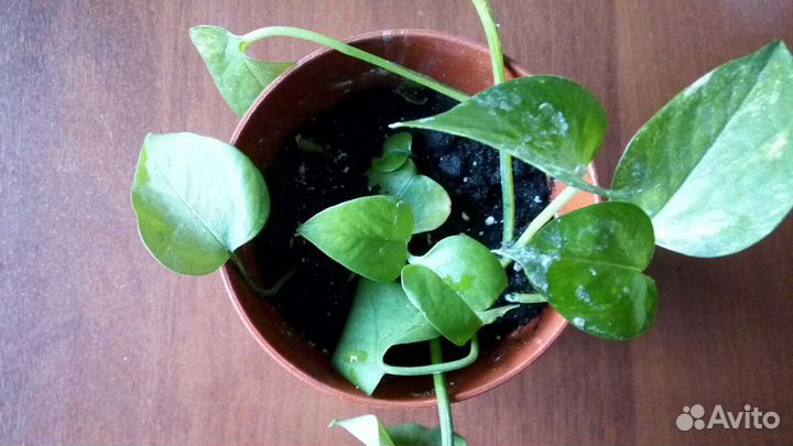 Цветы домашние