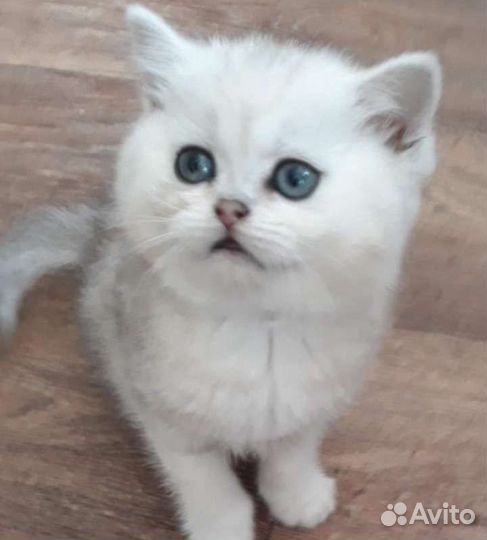 Шотландская шиншила