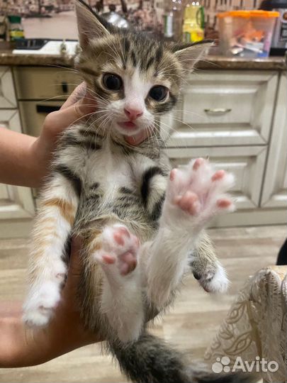 Котята бесплатно