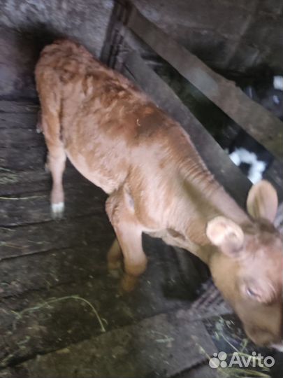 Телята телки