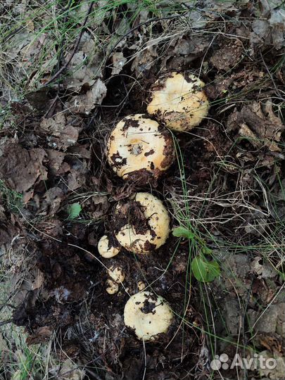 Продам грузди сырые