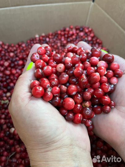 Клюква из Марий Эл